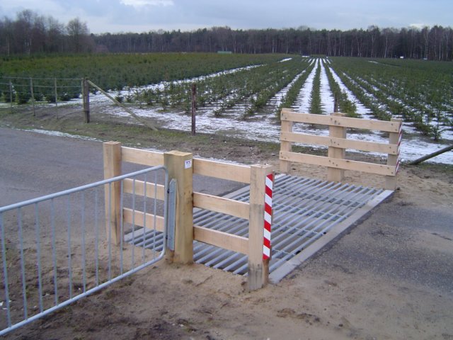 veerooster18.jpg