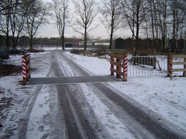 veerooster7.jpg