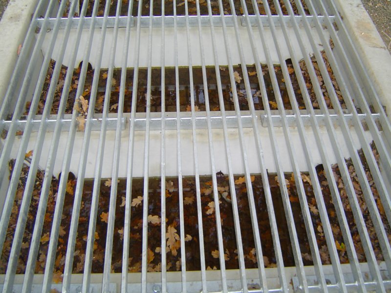 wildrooster10.jpg